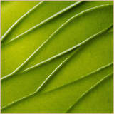 ExfoliKate Intensive Exfoliating Treatment